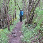 la foret magique