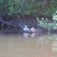 La rivière accueille également plusieurs sortes d’oiseaux comme ces quelques oies qui viennent s’y reposer et profiter pleinement du réconfort qu’elle offre. N’étant pas les seuls à en dépendre, il est d’autant plus important, pour nous, de préserver sa qualité pour que toutes les espèces d’animaux y trouvent un refuge paisible et réconfortant.