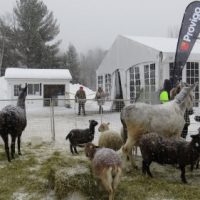 Une mini ferme pour le plaisir des tous ! Photo courtoisie de la Municipalité de Piedmont